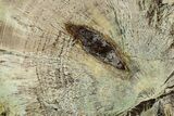 Colorful Polished Petrified Wood Slab - Turkey #383668-1